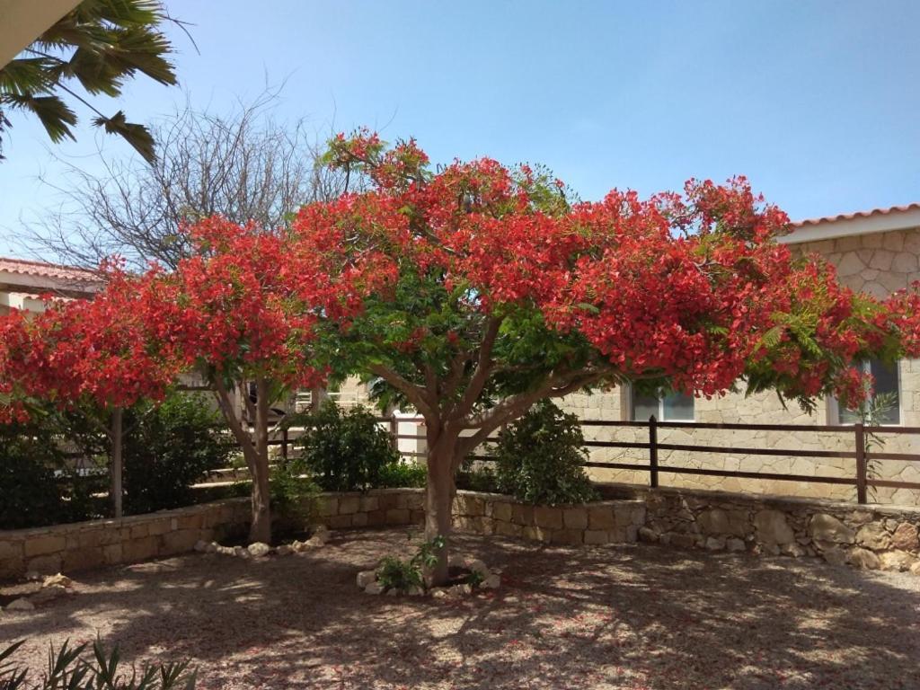 Villa Casita Solemar Direkt Am Atlantik Calheta Esterno foto